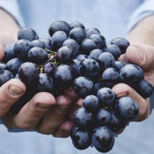 resveratrolo equol per l'osteoporosi